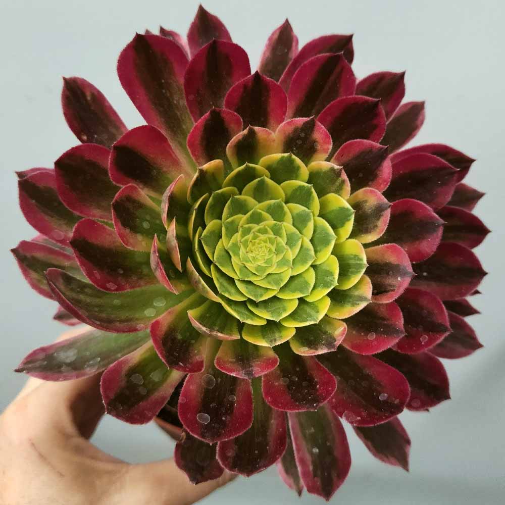 Aeonium fiesta