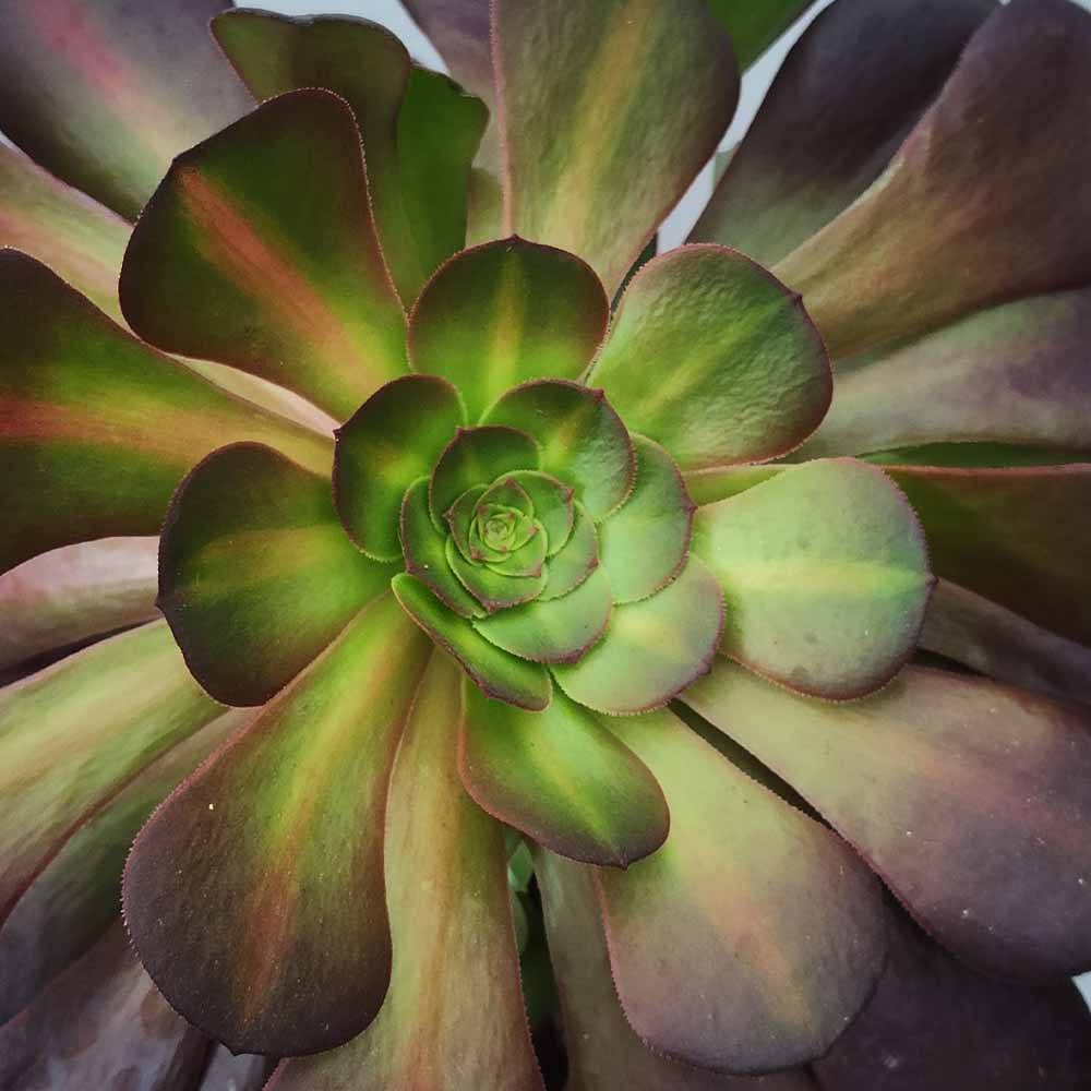 Aeonium kilimangiaro pianta