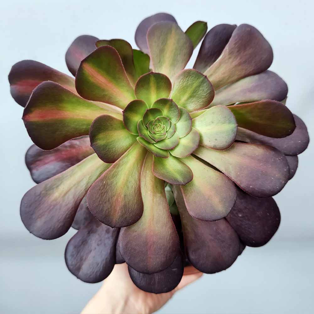 Aeonium kilimangiaro