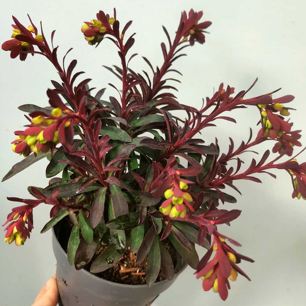 Euphorbia 'Miner's Merlot' pianta