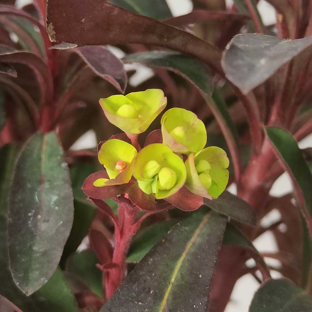 Euphorbia 'Miner's Merlot' fiore