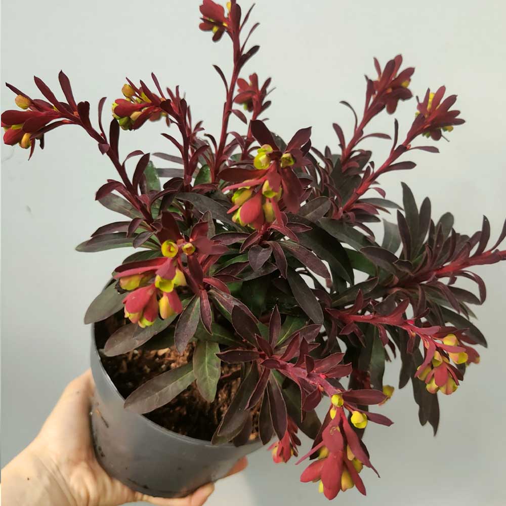 Euphorbia 'Miner's Merlot'