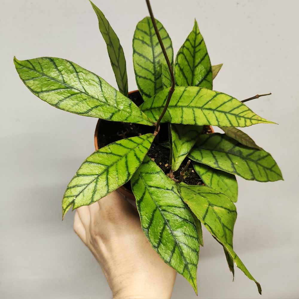 Hoya callistophylla
