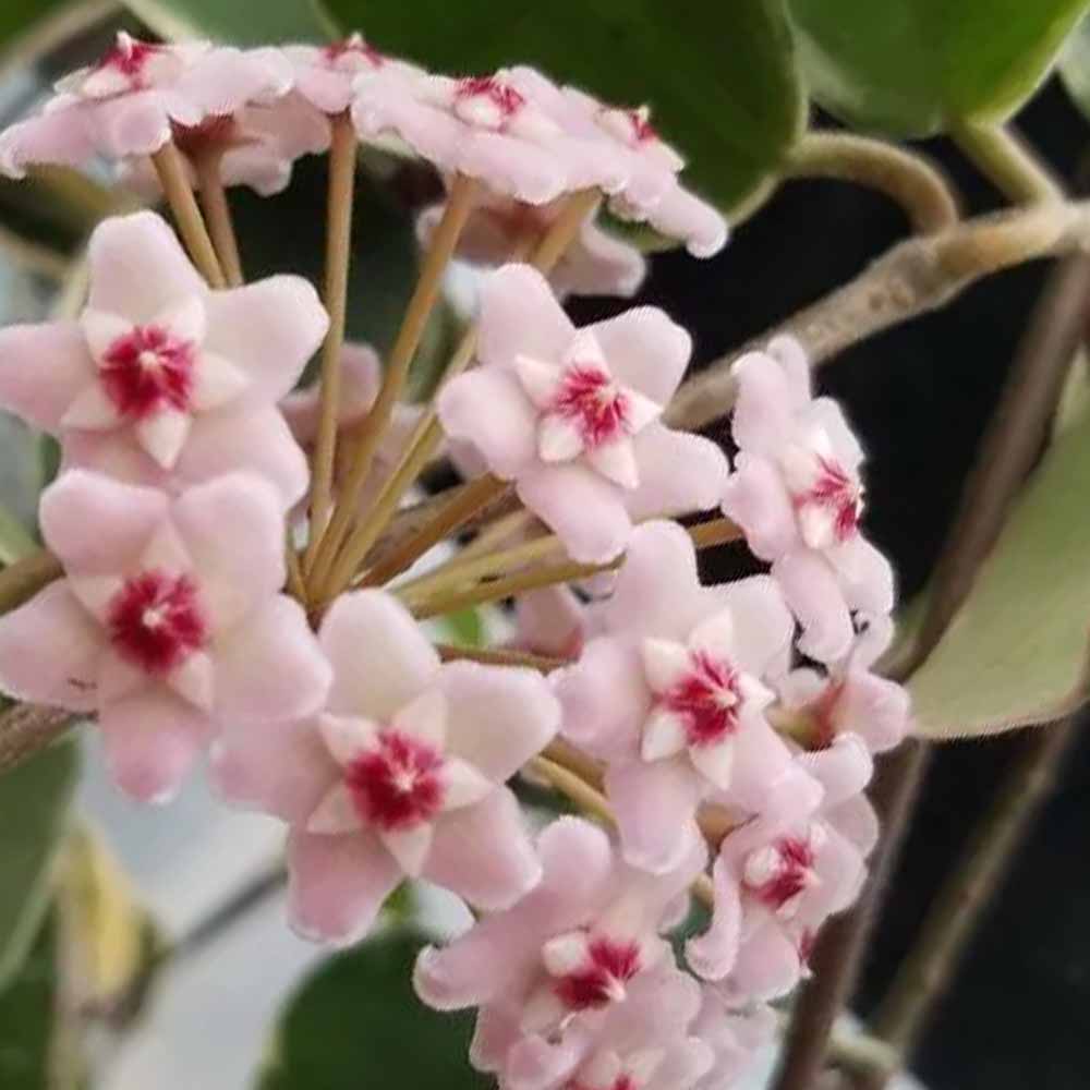Hoya carnosa variegata krimson queen fiori