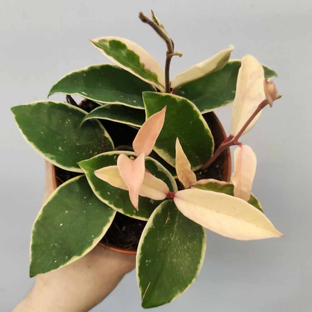 Hoya carnosa variegata krimson queen
