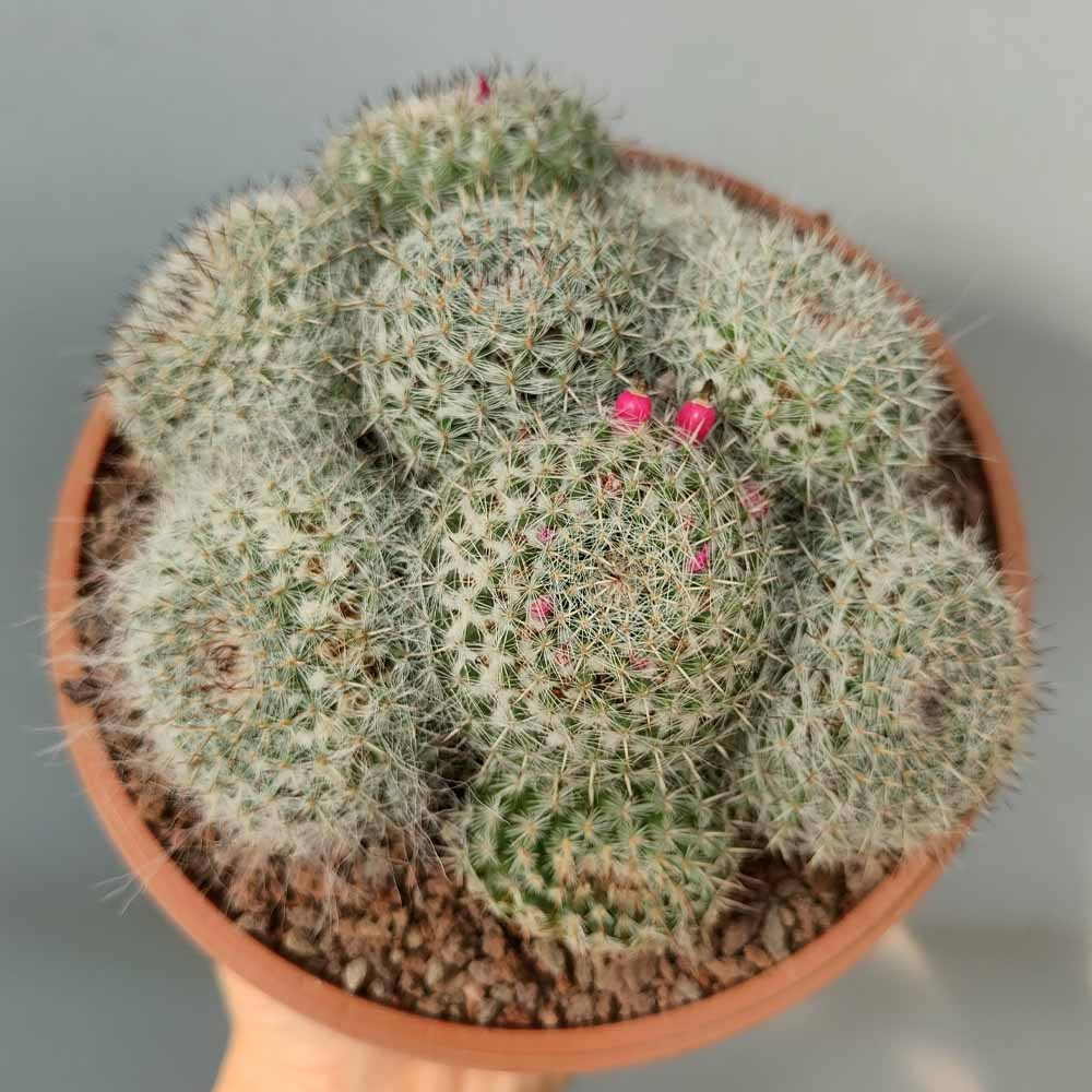 Mammillaria hahniana CACTUS