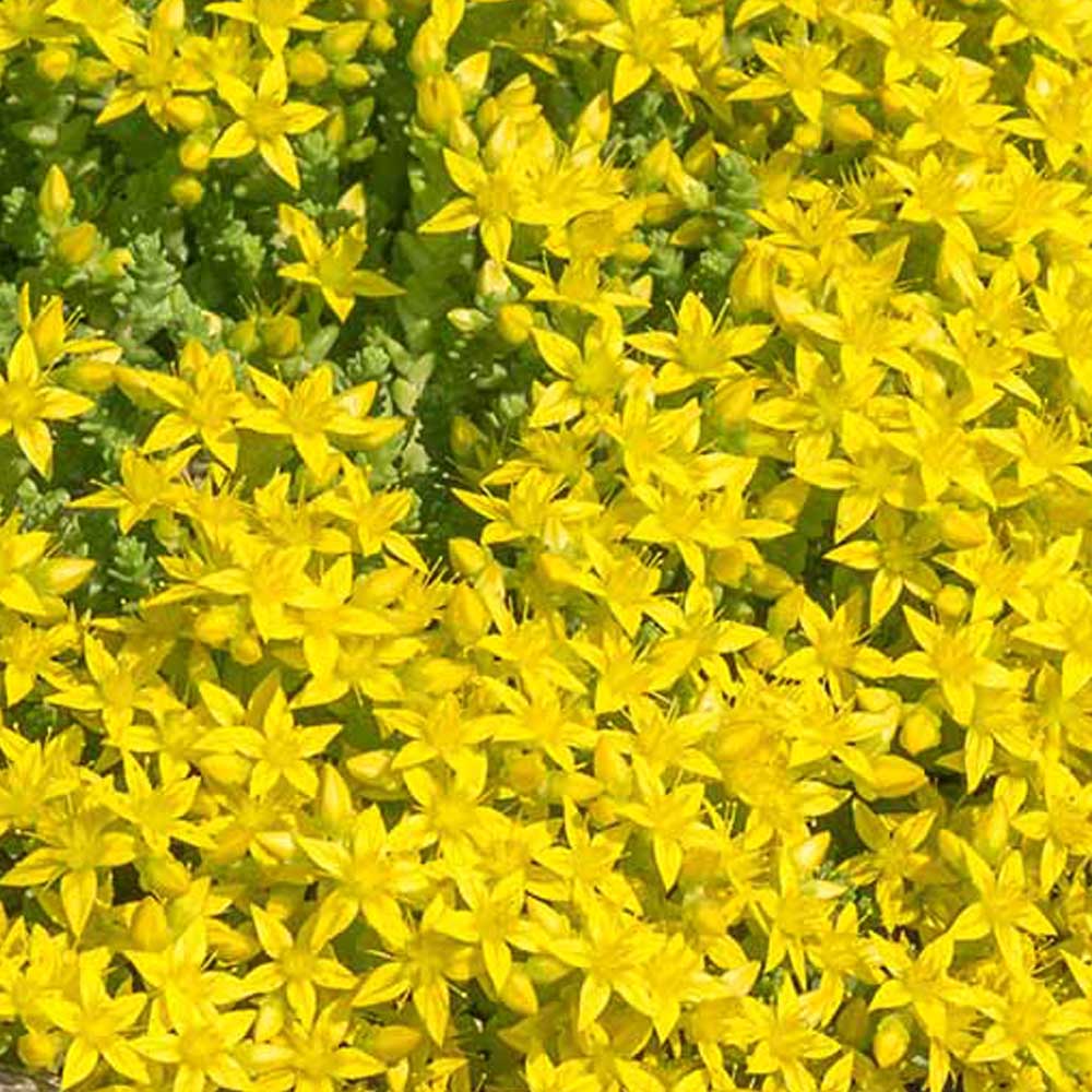 Sedum acre FIORE
