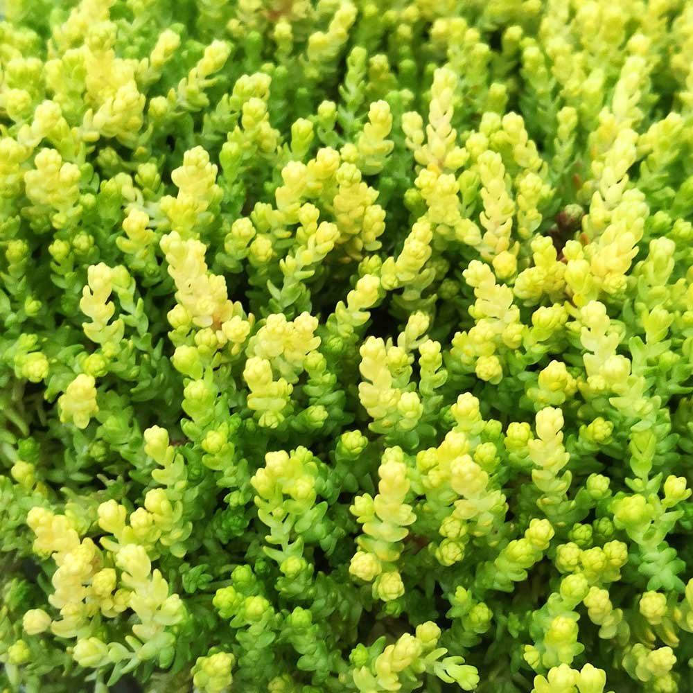 Sedum acre 'Yellow Queen' pianta