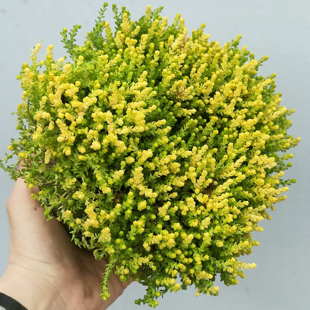 Sedum acre 'Yellow Queen'
