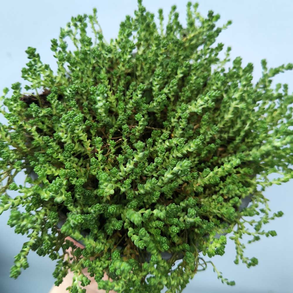 Sedum acre