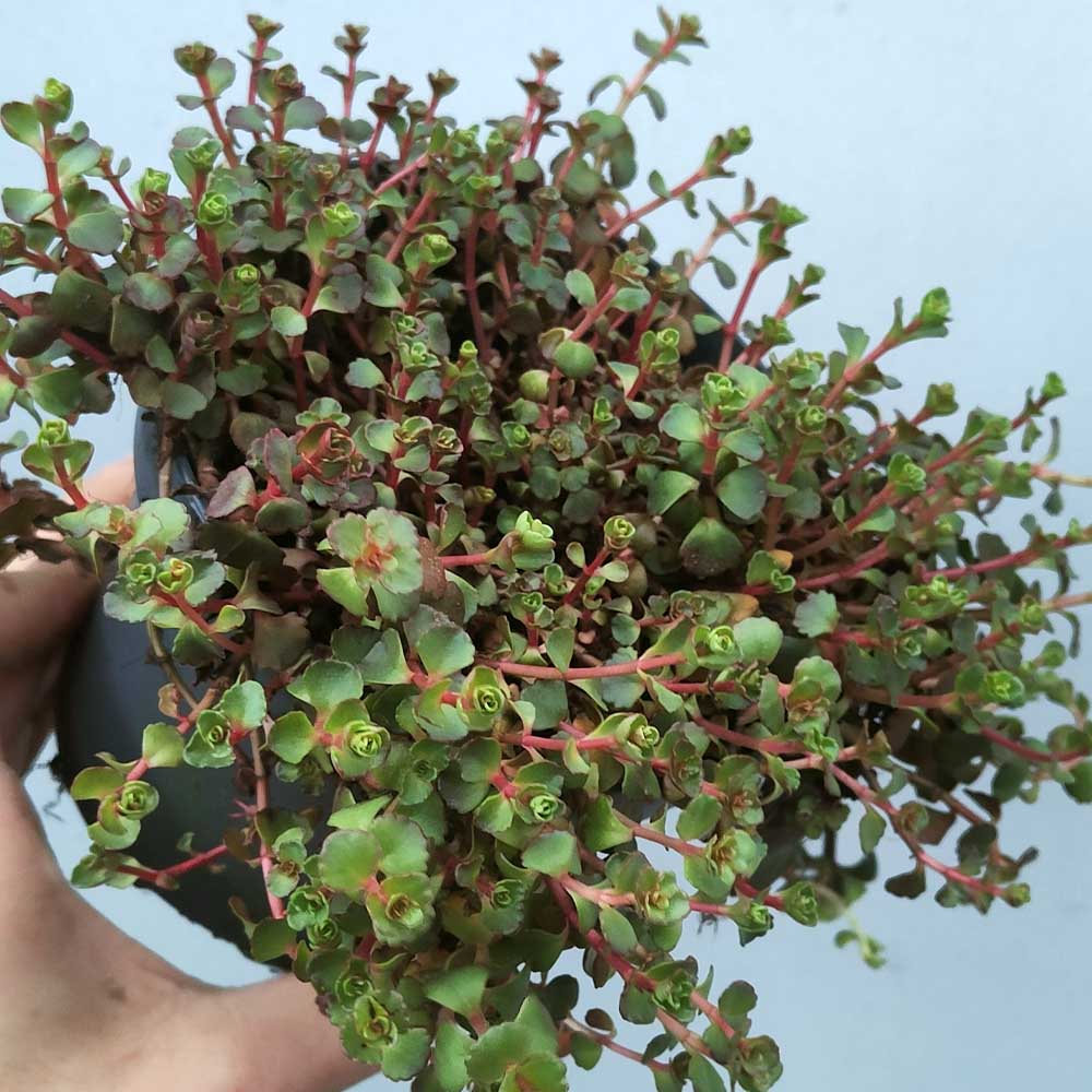 Sedum spurium pianta