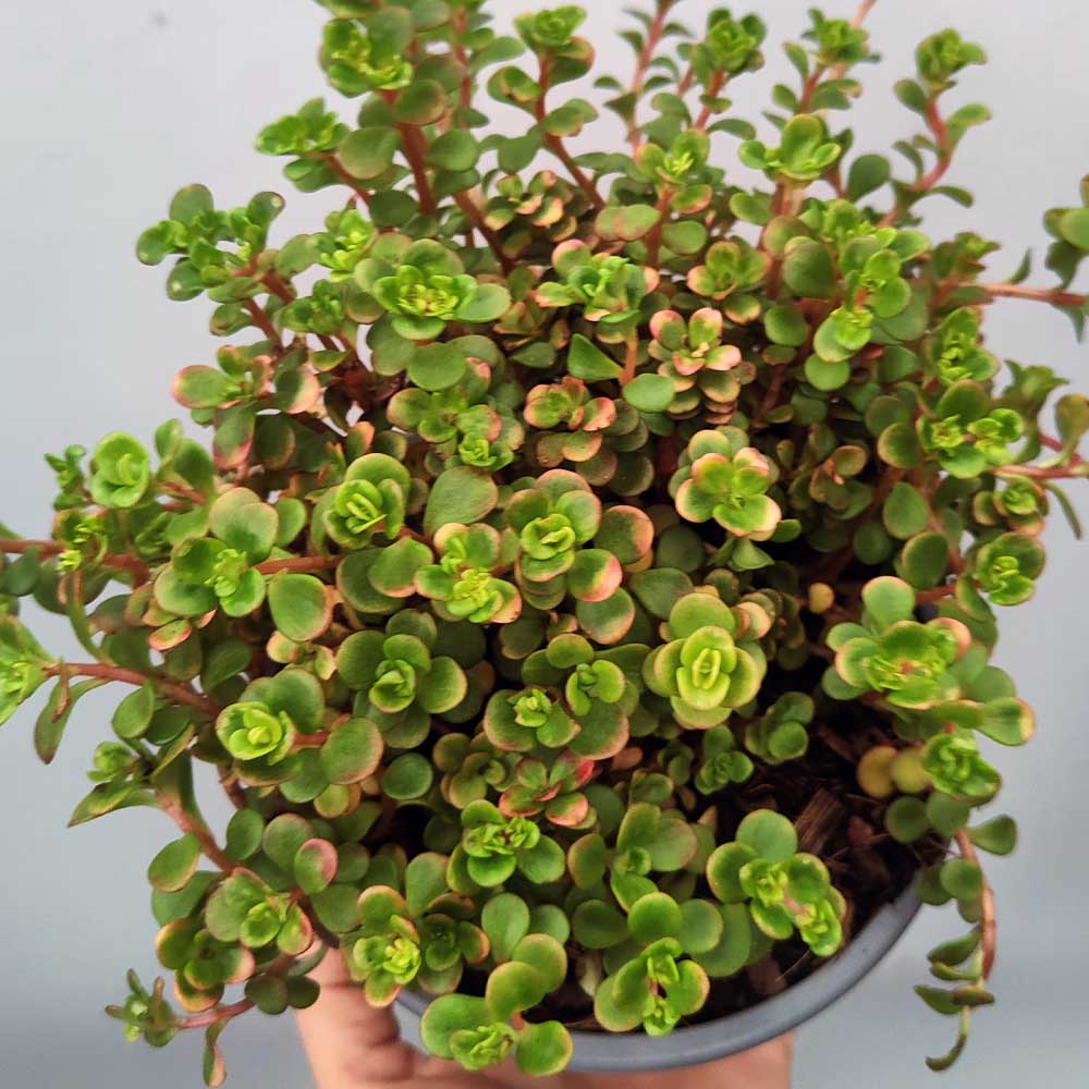Sedum tetractinum “Coral Reef”