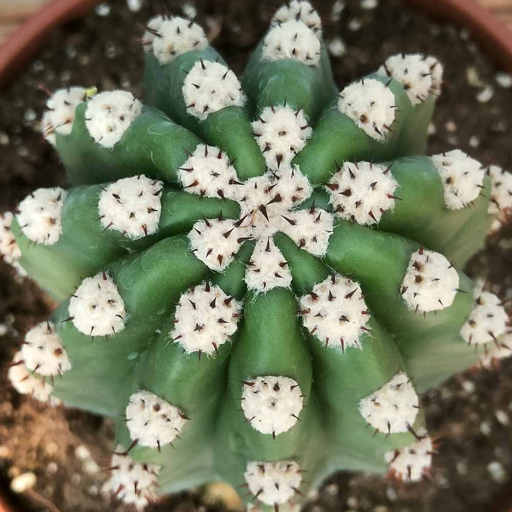 Trichocereus grandiflorus cactus