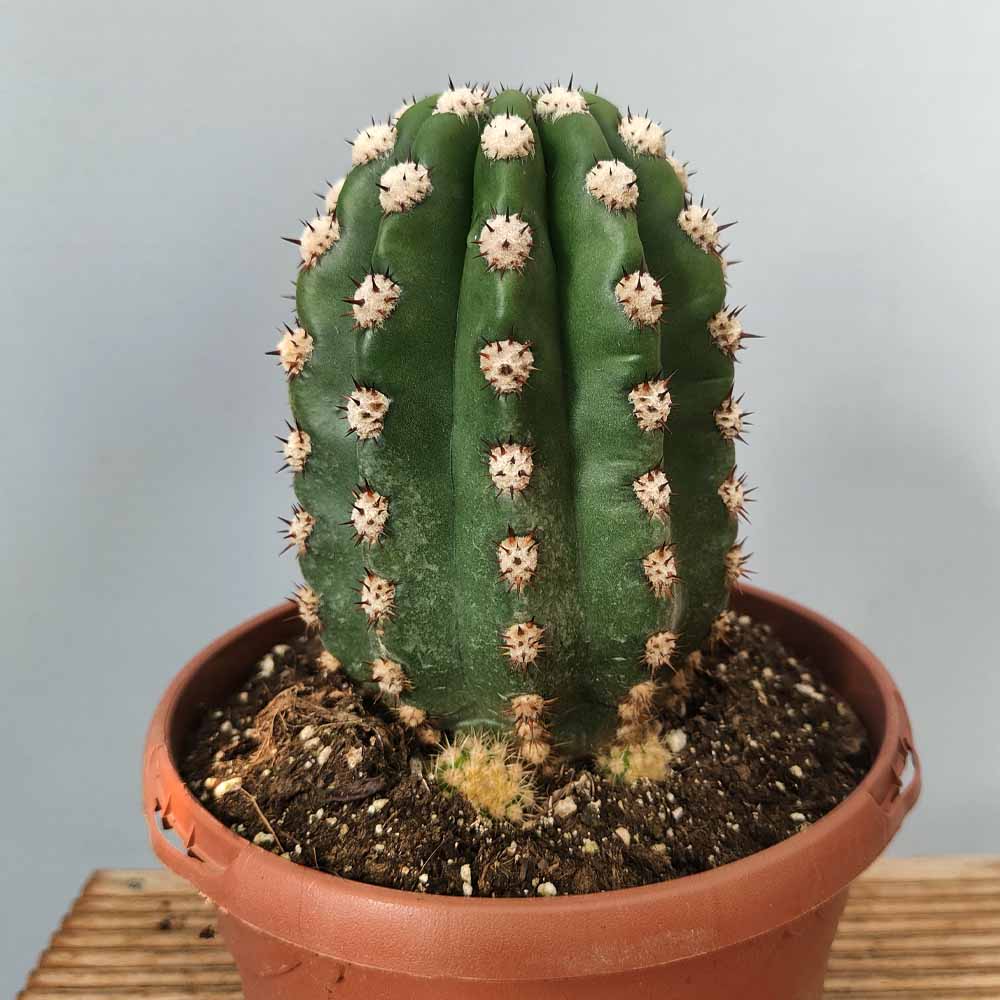 Trichocereus grandiflorus