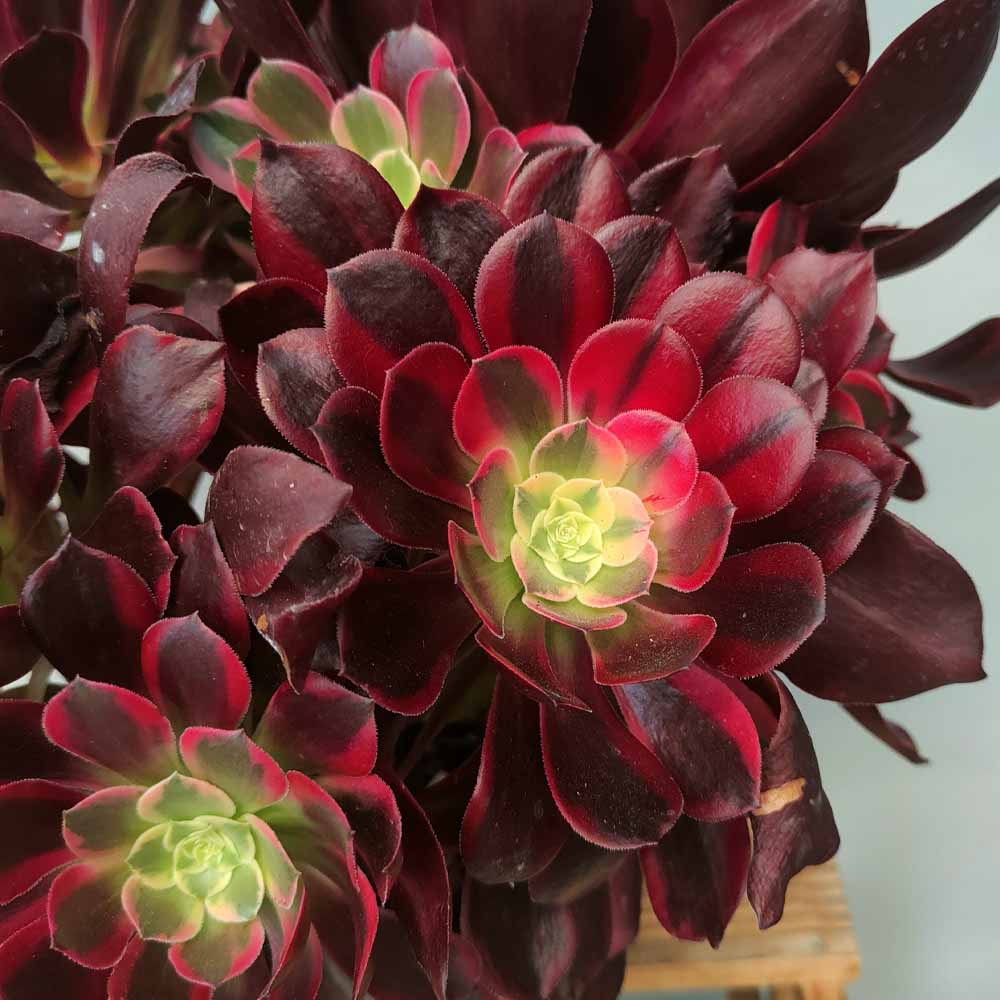 aeonium medusa