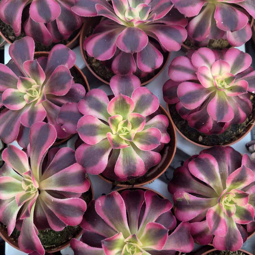 aeonium medusae pianta