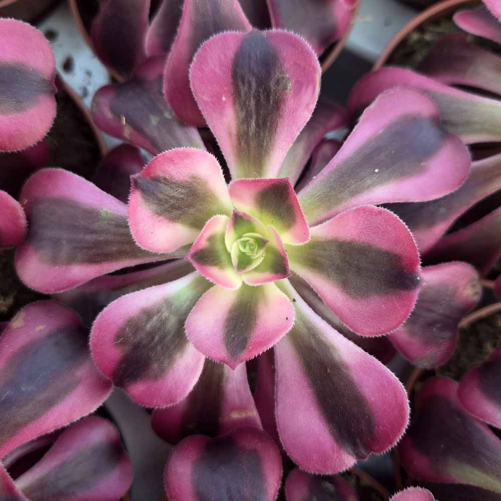 aeonium medusae
