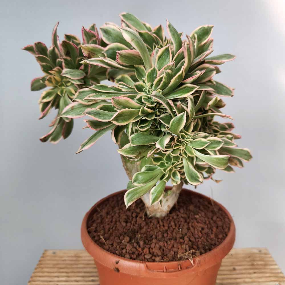 aeonium sunburst crestato