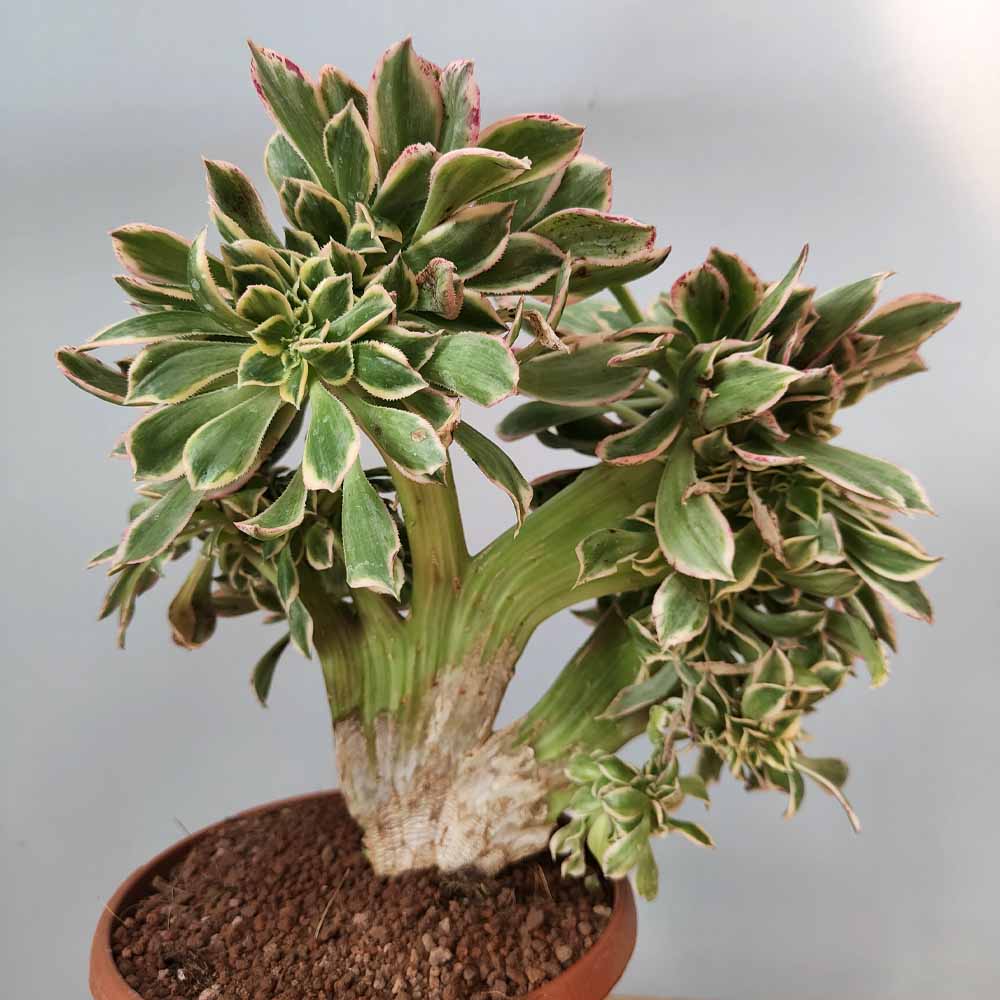 aeonium sunburst crestato