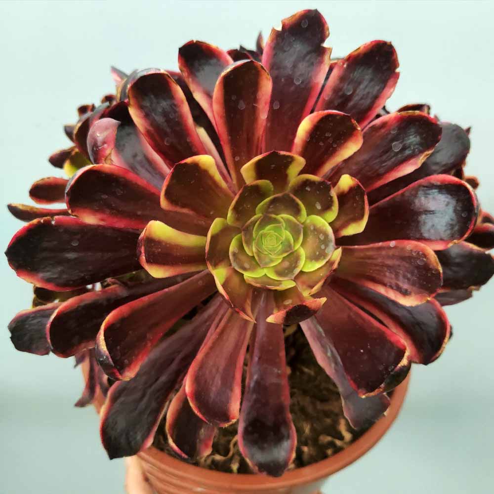 aeonium superbang XL