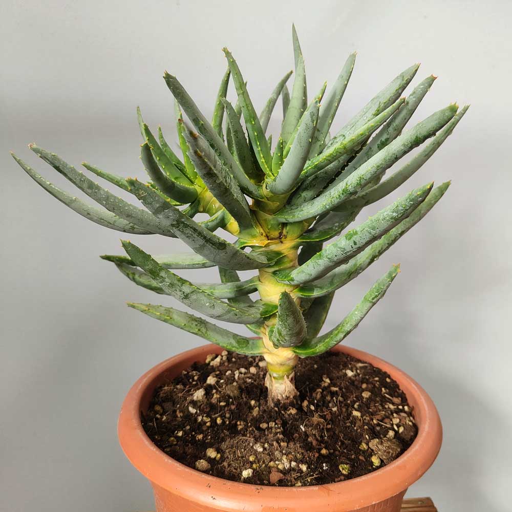 aloe ramosissima pianta