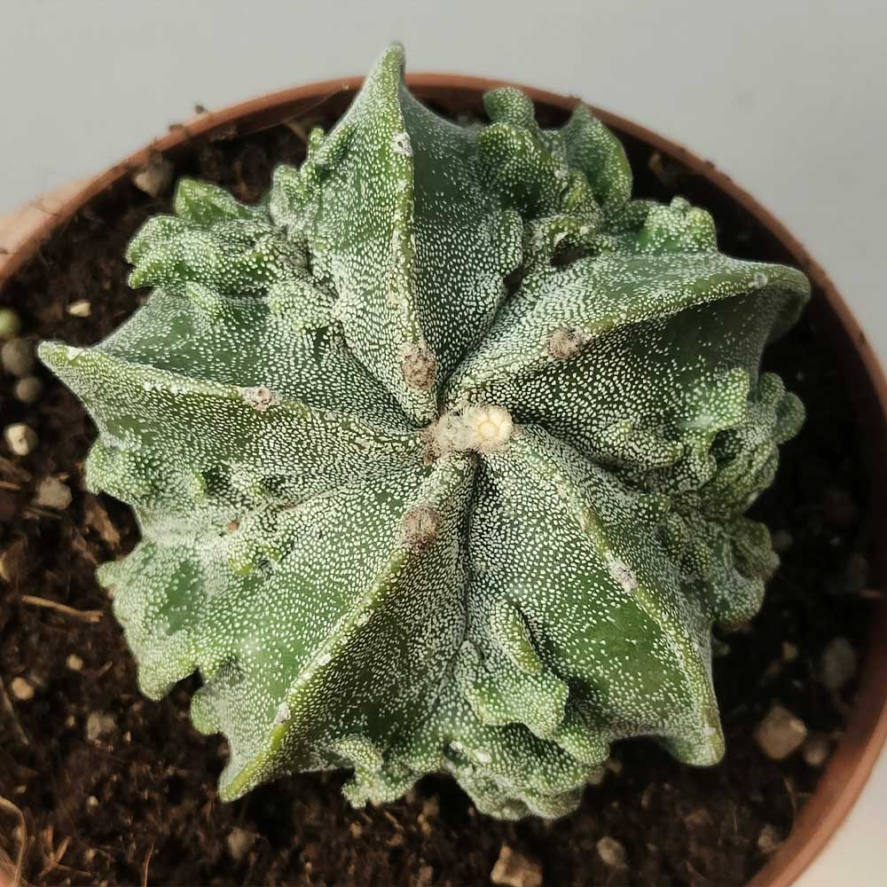 astrophytum fukuryu