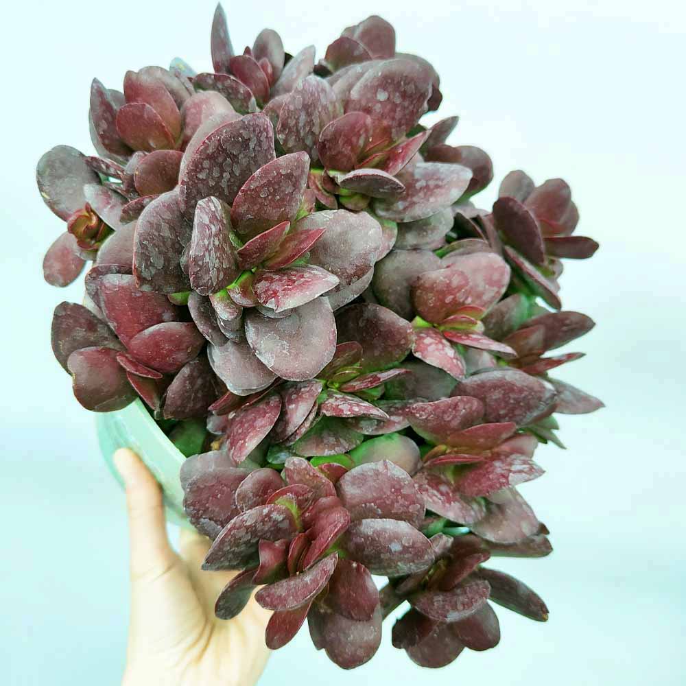 crassula burgundy