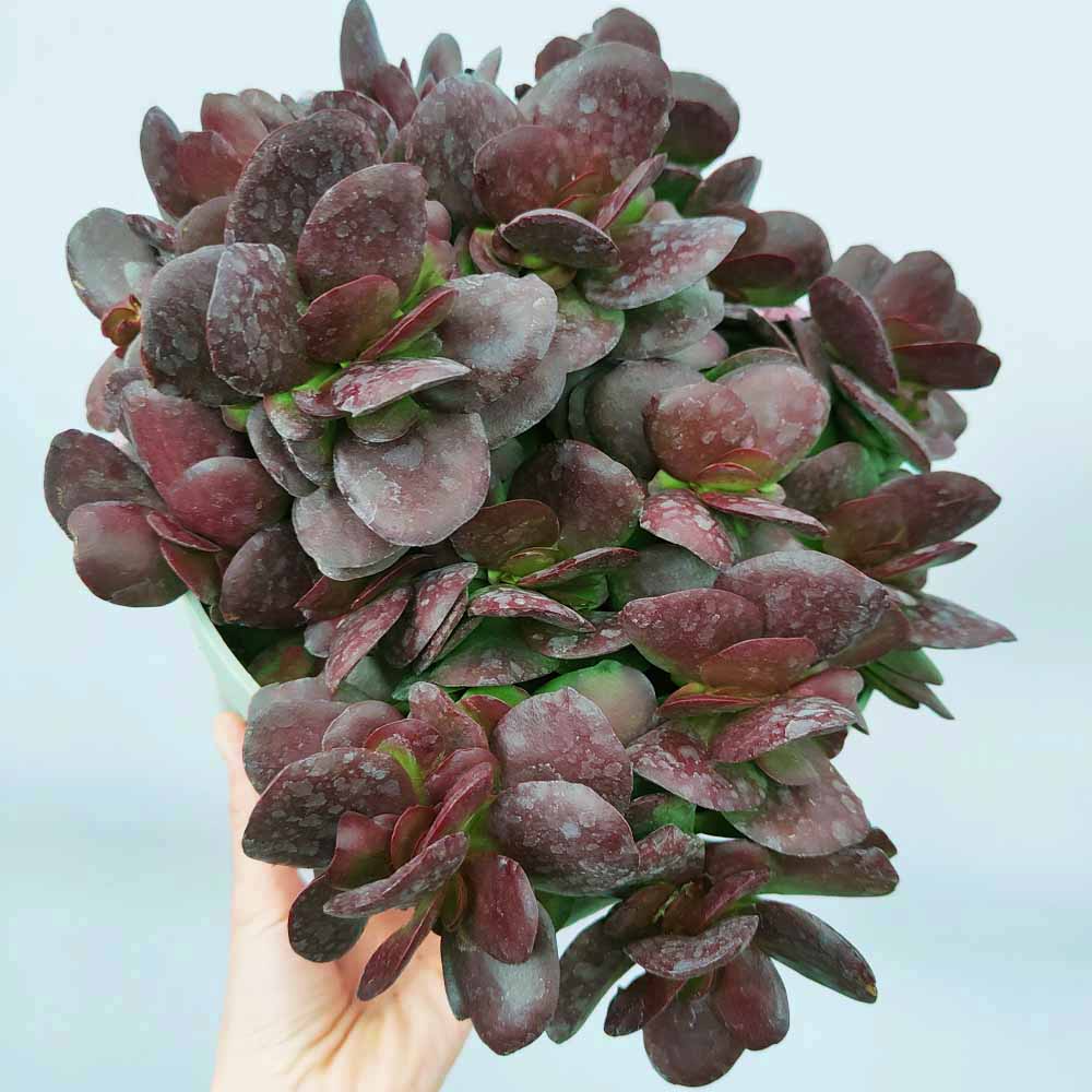 crassula platiphylla burgundy