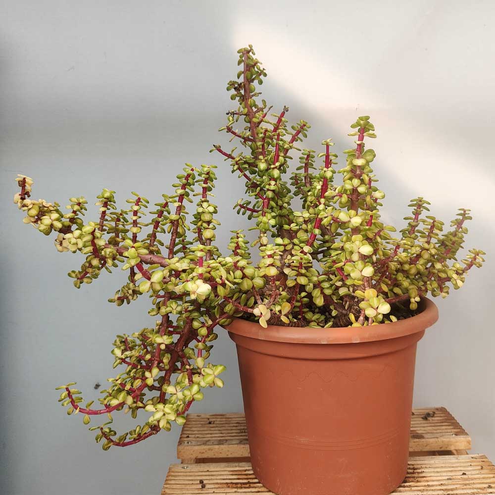 crassula portulacaria afra mediopicta