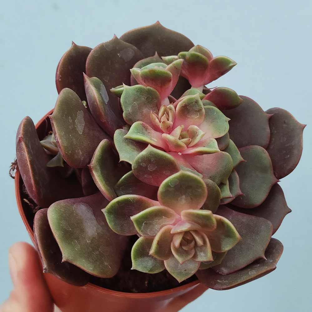 echeveria vampire red ball pianta