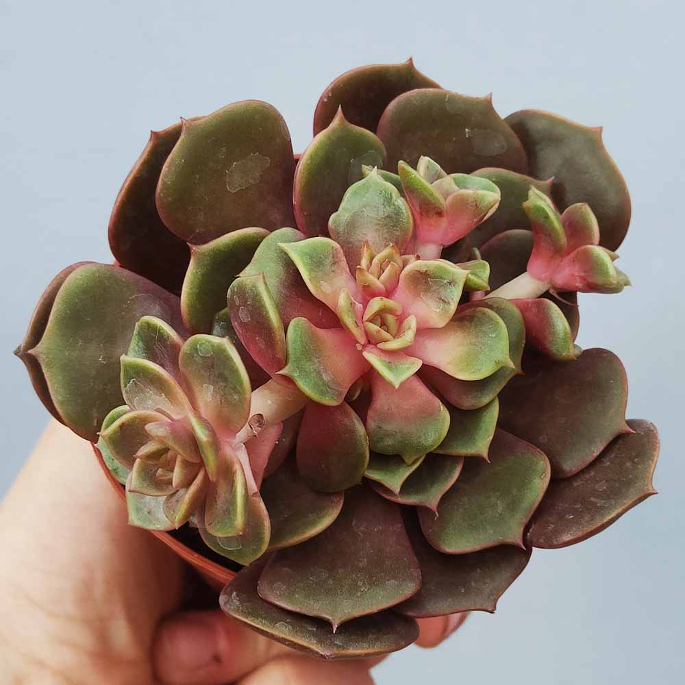 echeveria vampire red ball