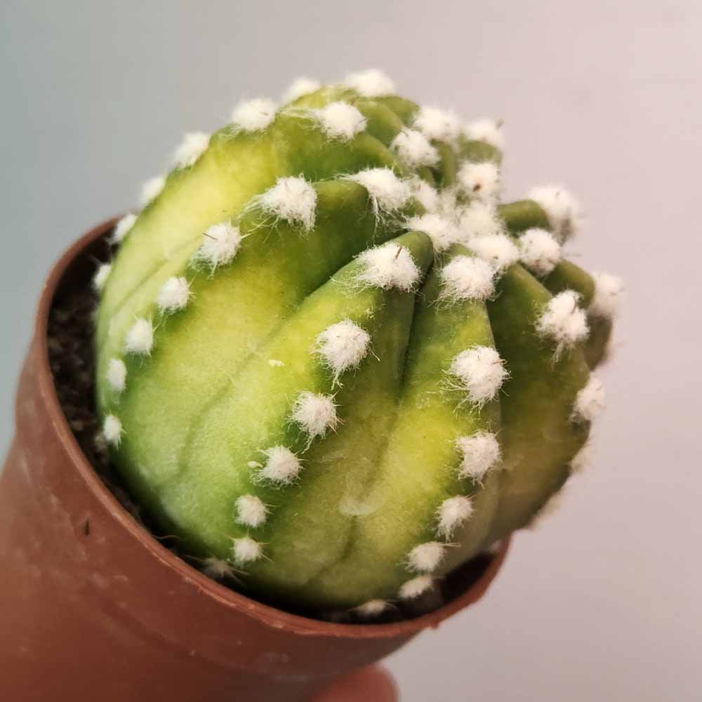 echinopsis subdenudata variegato