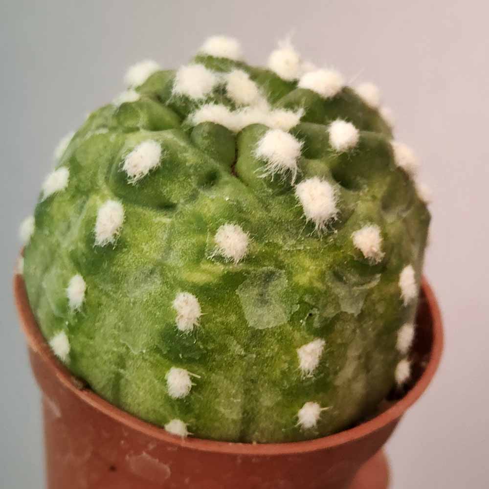 echinopsis subdenudata variegato