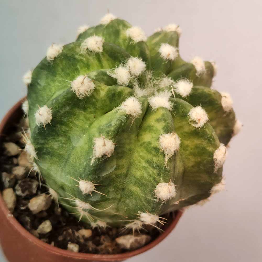 echinopsis subdenudata variegato cactus