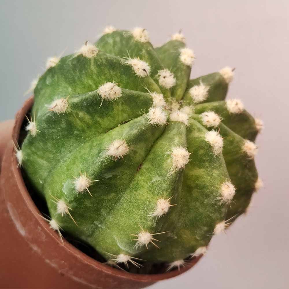 echinopsis subdenudata variegato cactus