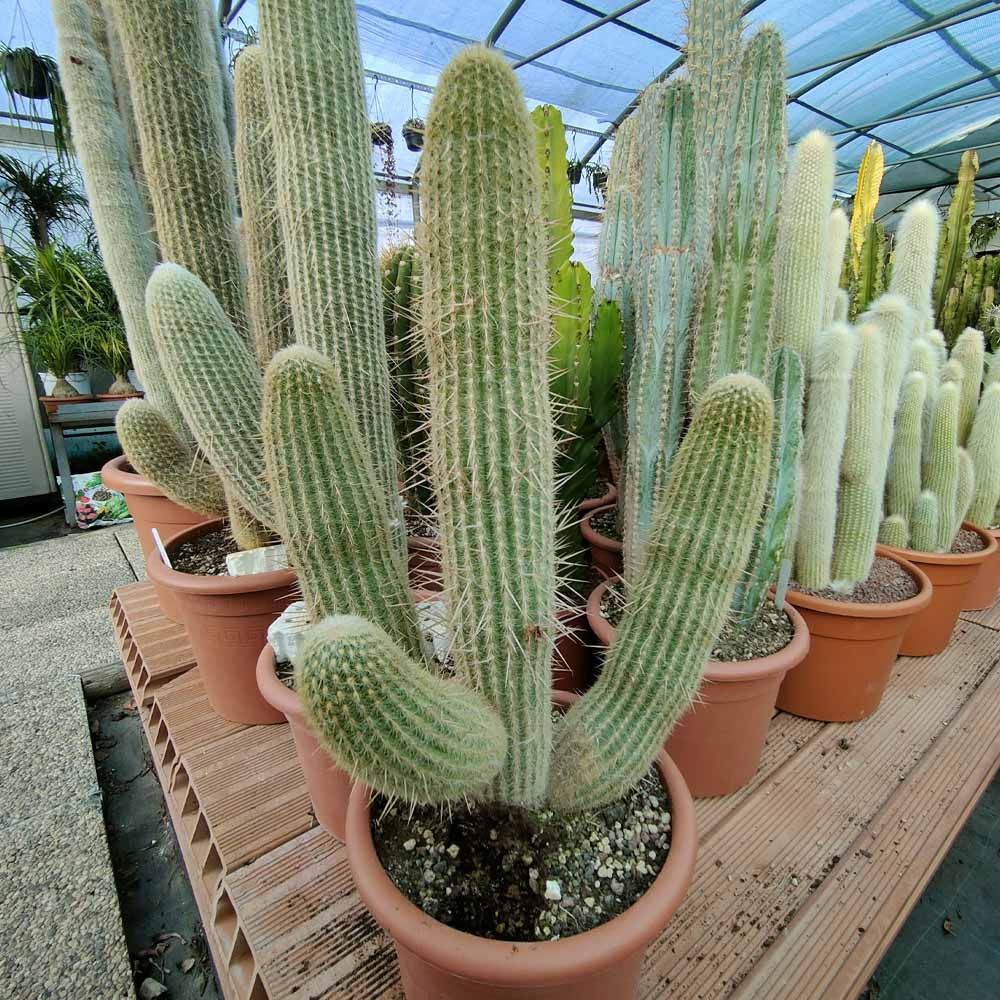 espostoa melanostele cactus