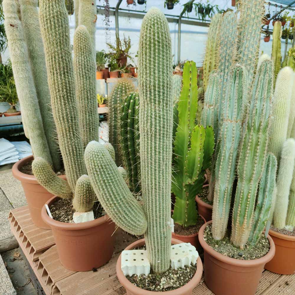 espostoa melanostele cactus