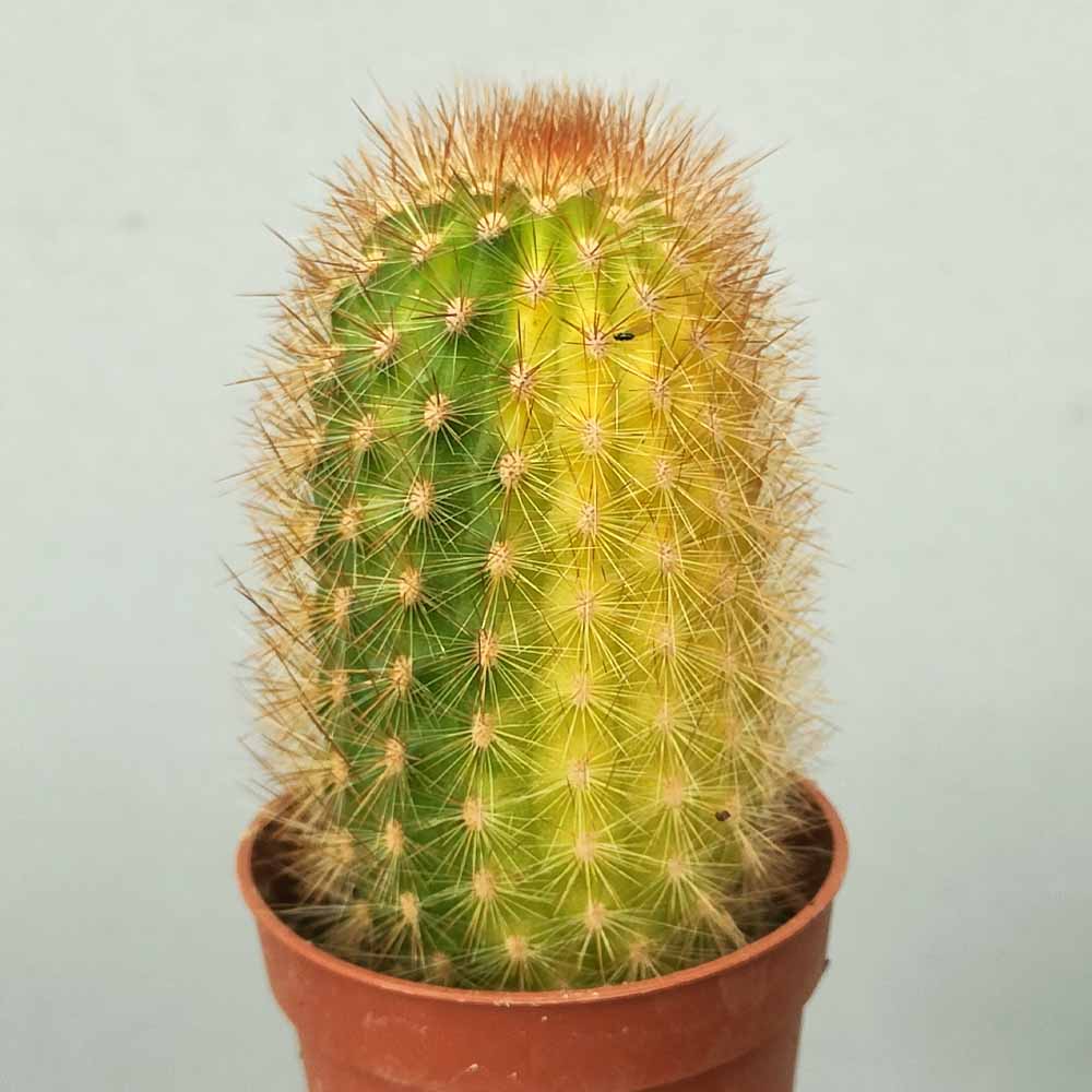 espostoa mirabilis variegata cactus