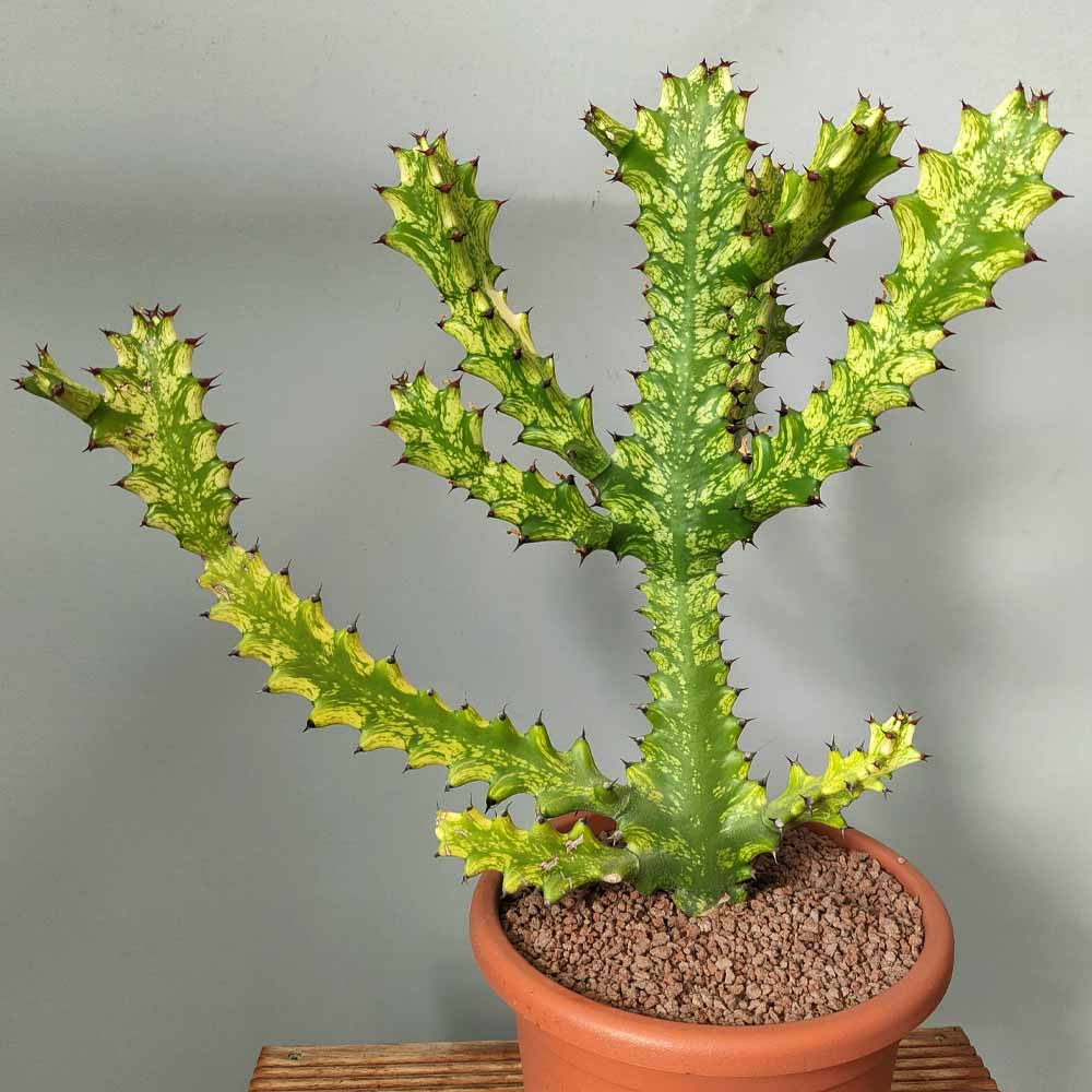 euphorbia mayurnathanii variegata
