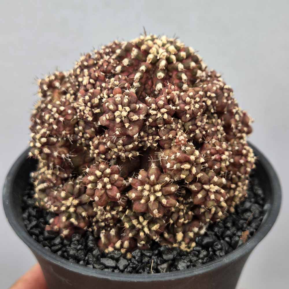 gymnocalycium godji t-rex