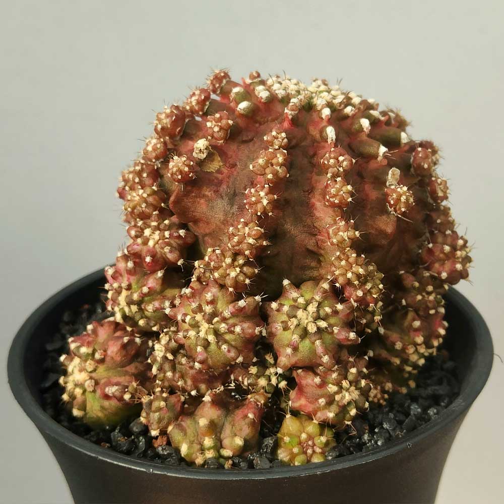 gymnocalycium godji t-rex cactus
