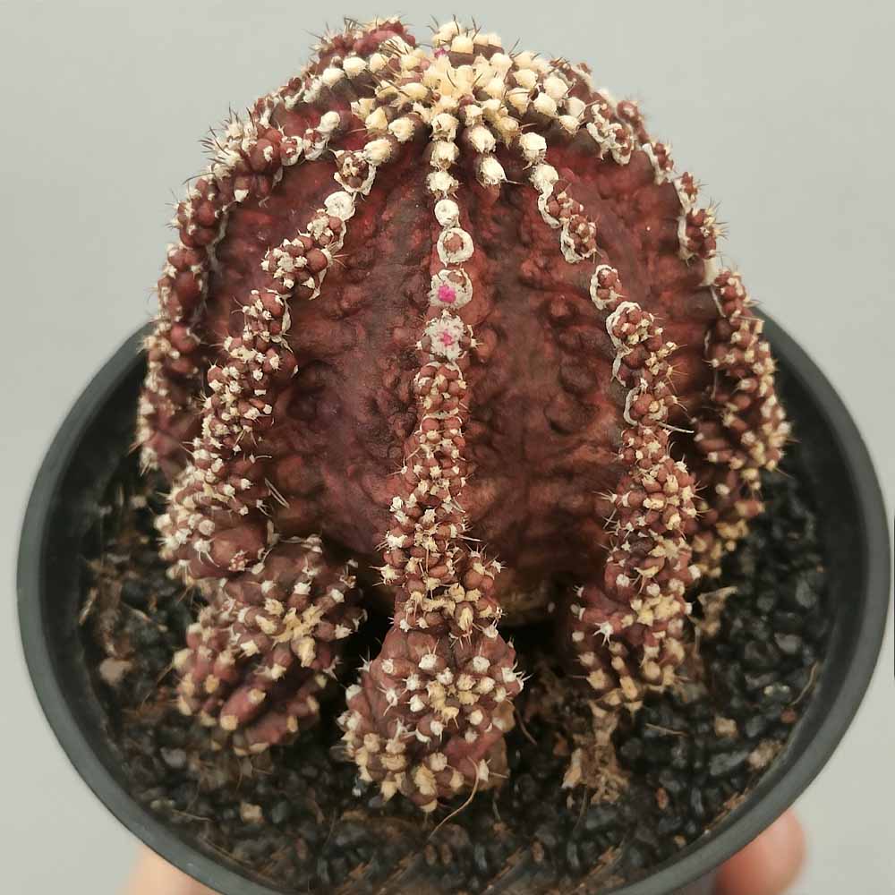 gymnocalycium godji t-rex pianta