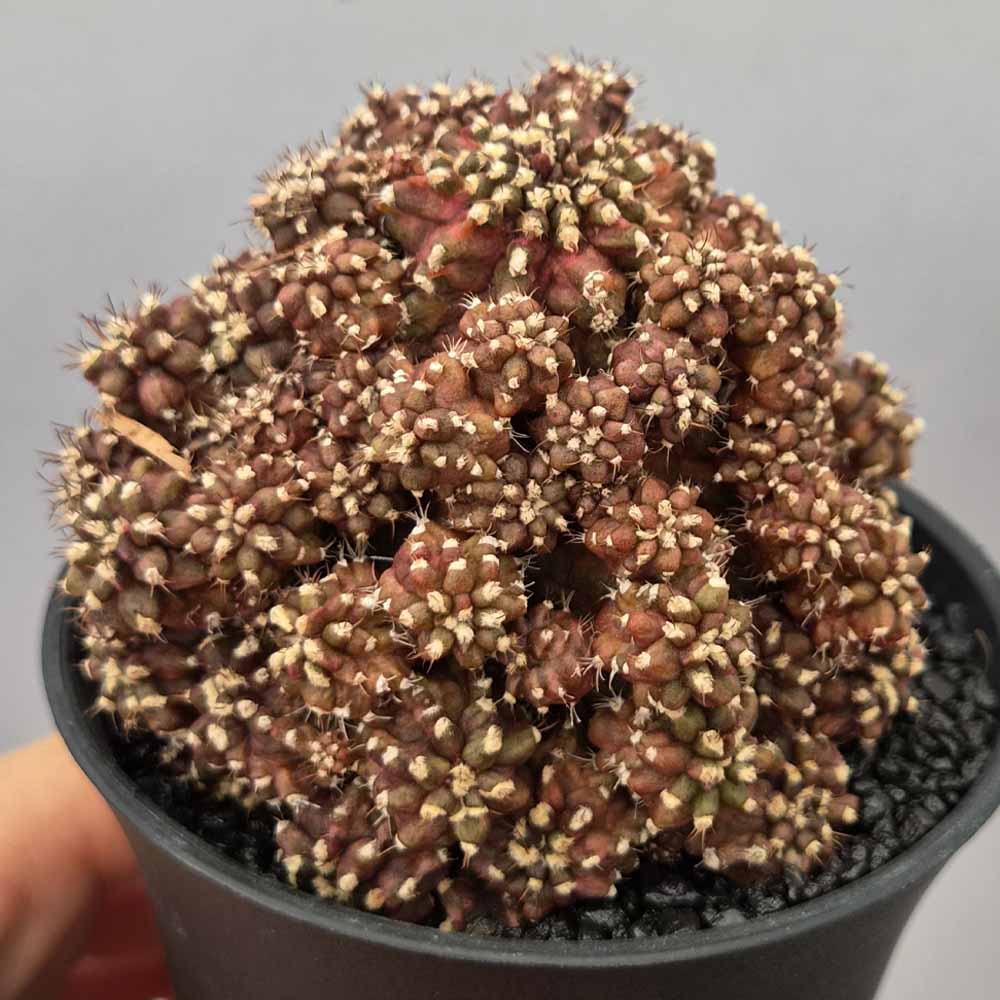 gymnocalycium godji t-rex pianta