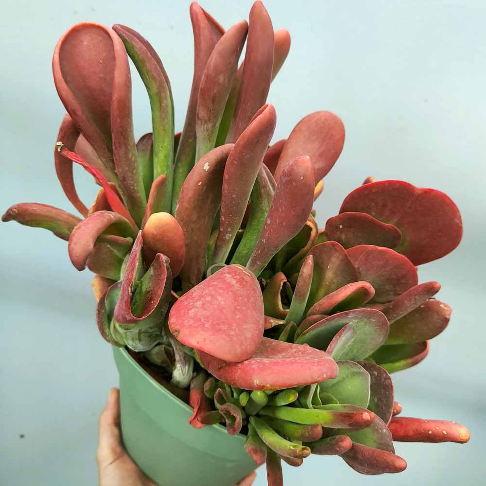 kalanchoe oricola pianta