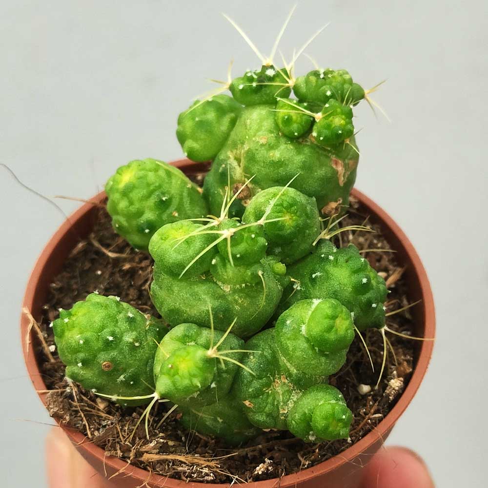 mammillaria bocasa fred
