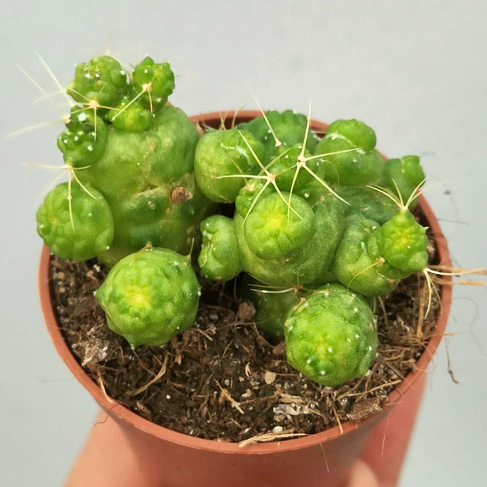 mammillaria fred
