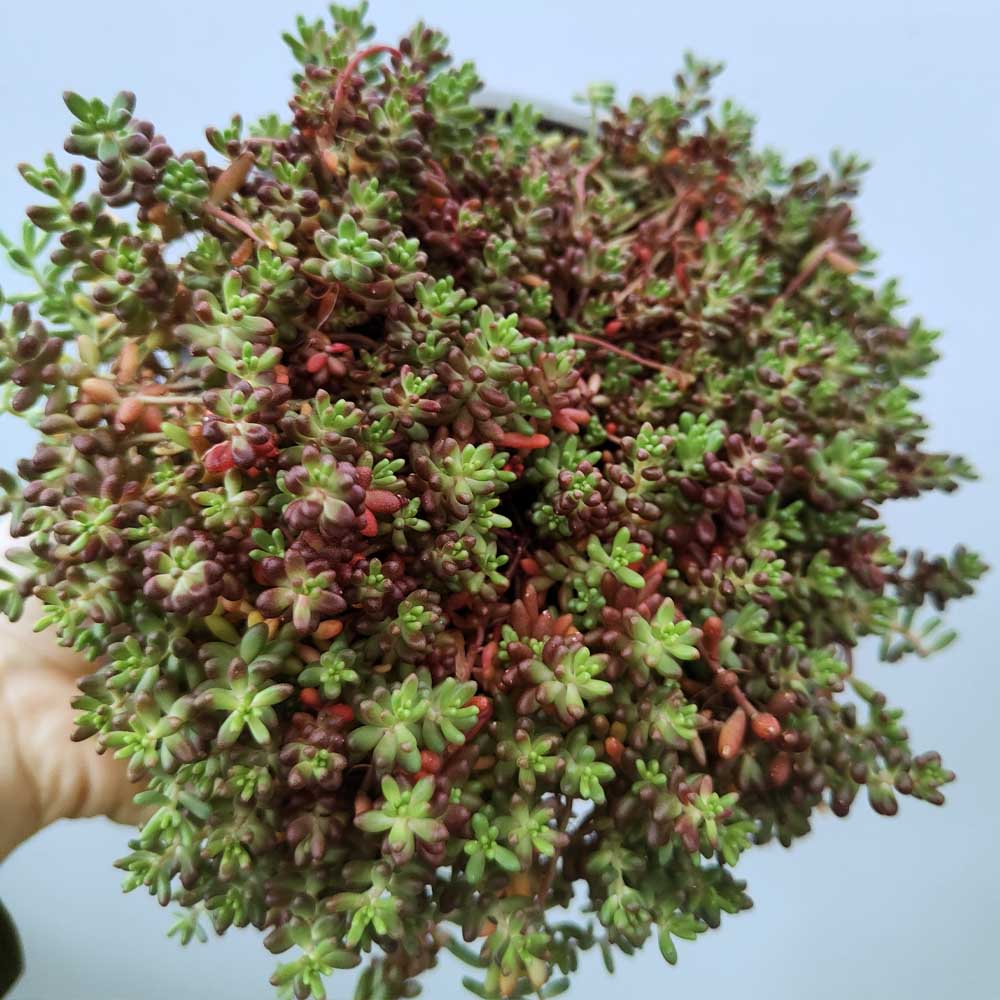 sedum coral carpet