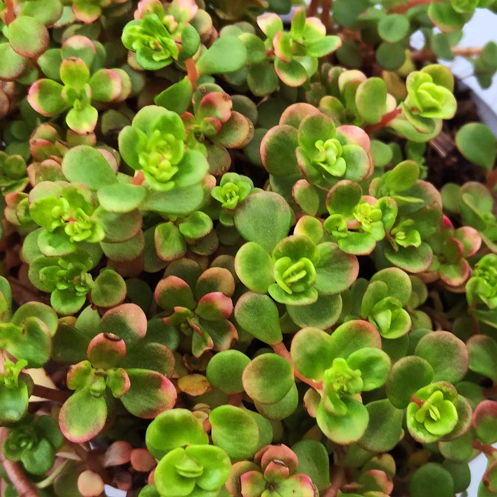 sedum coral reef