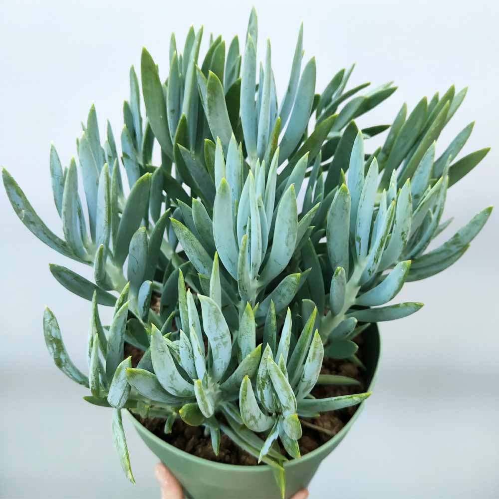senecio curio ficoides succulenta