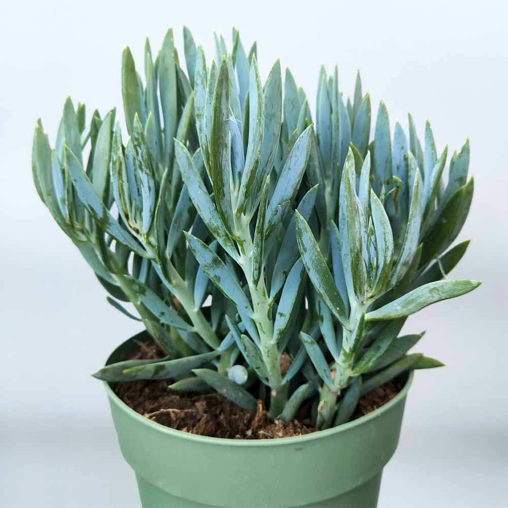 senecio curio ficoides succulente
